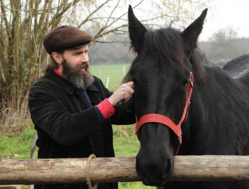 Des chevaux percherons…