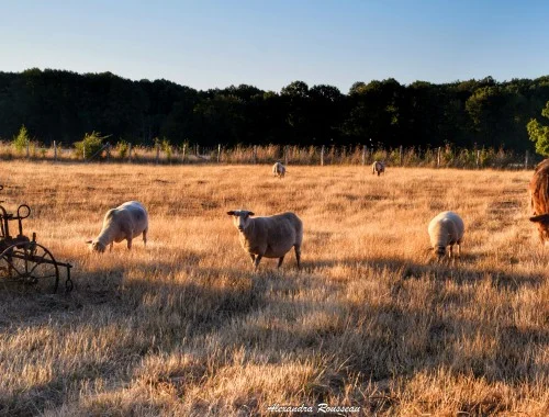 L&rsquo;ânesse et les moutons…